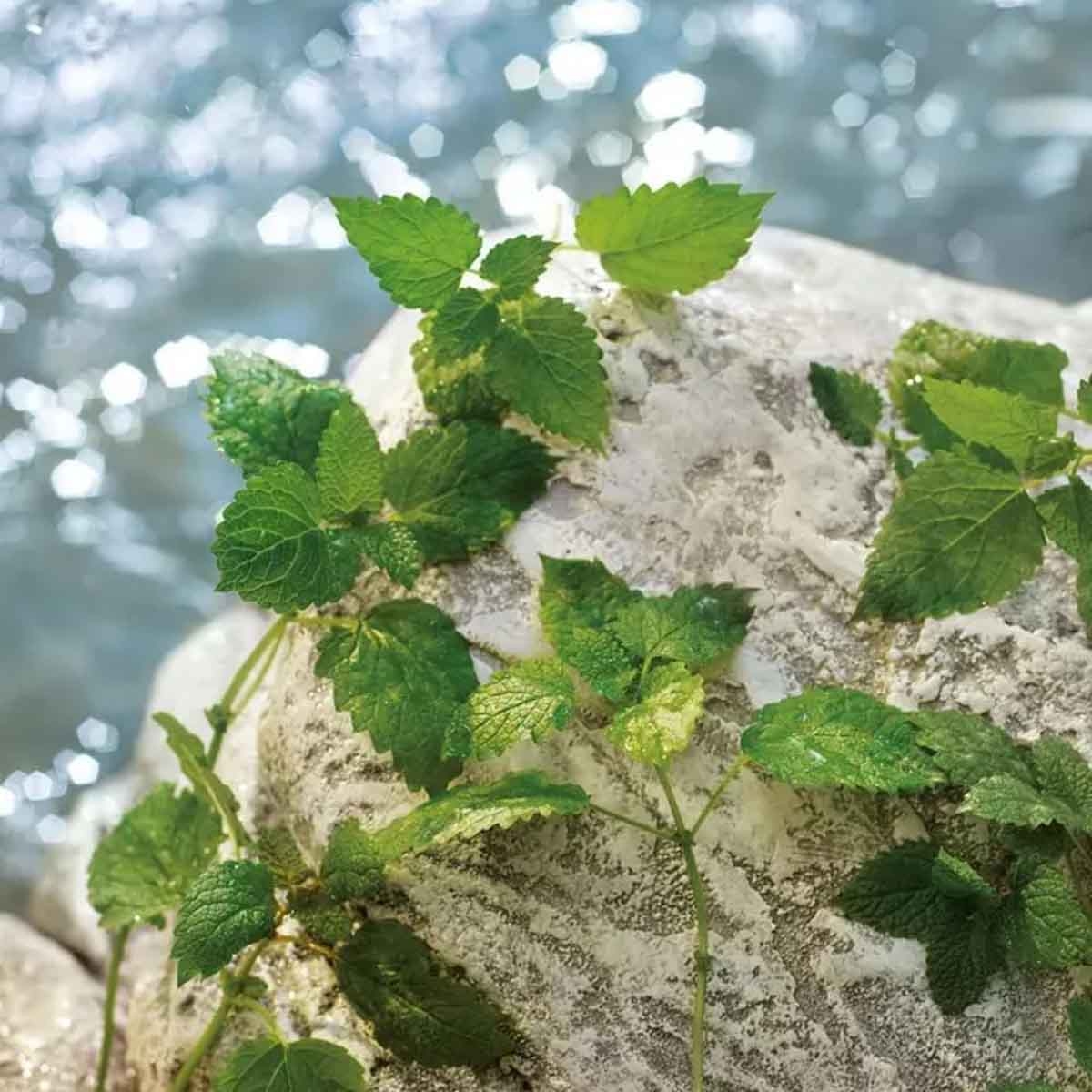 دولتشي آند غابانا لايت بلو بور أوم أو دو تواليت رجالي
