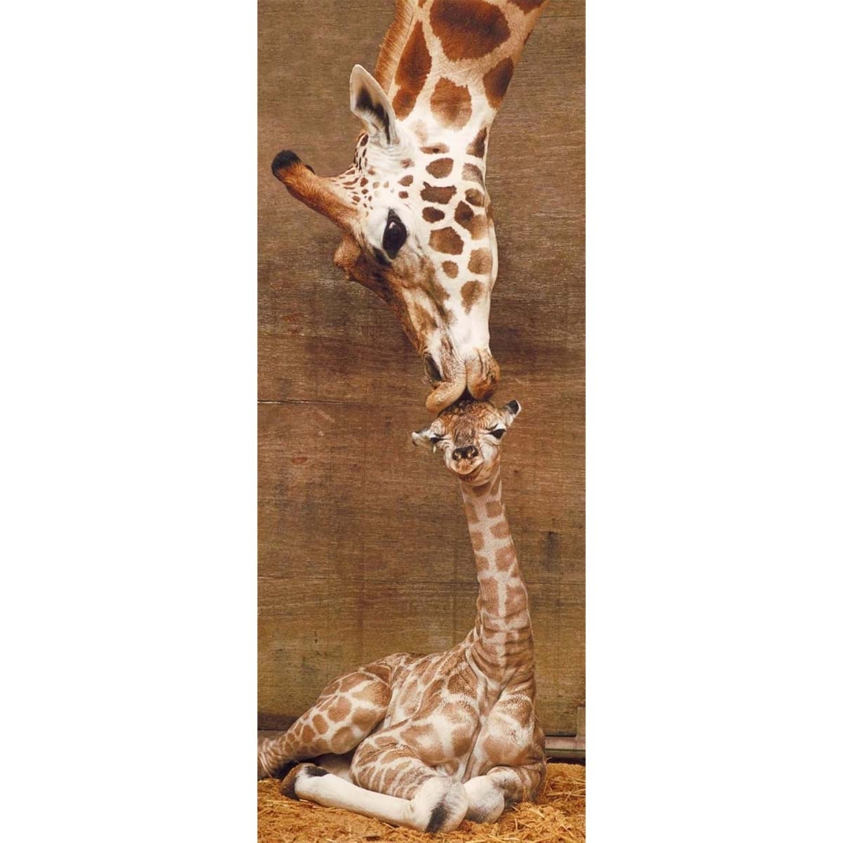 ميليسا آند دوغ مجموعة لغز الديناصورات والأبجدية الصوتي + لغز القبلة الأولى من رافنسبورجر، للجنسين، 11-12 سنة